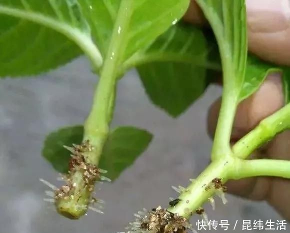 养花|养花爱好者看过来这15种花现在“扦插”,生根快,一个周就长芽