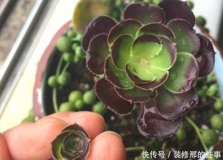 美观|多肉砍头不好看，教你一种“新方法”，快速变群生，不影响美观！