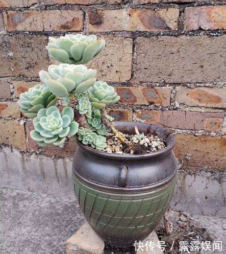 花盆别乱用，用对了花儿蹭蹭长，用错了花死得快！