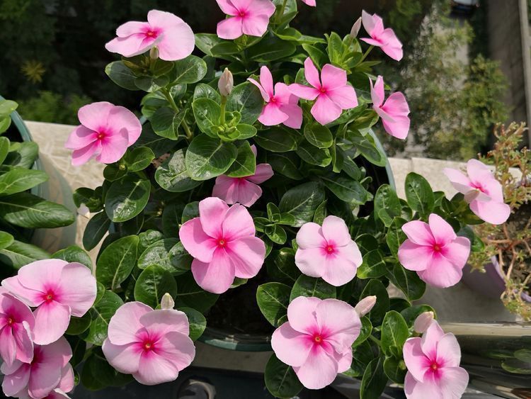 养花就养这款，花开艳丽如火似血，枝繁叶茂，傲骨映寒，美