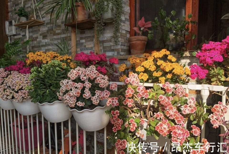 养花要学老中医，选5种花养家里能“养人”，都有多种功效