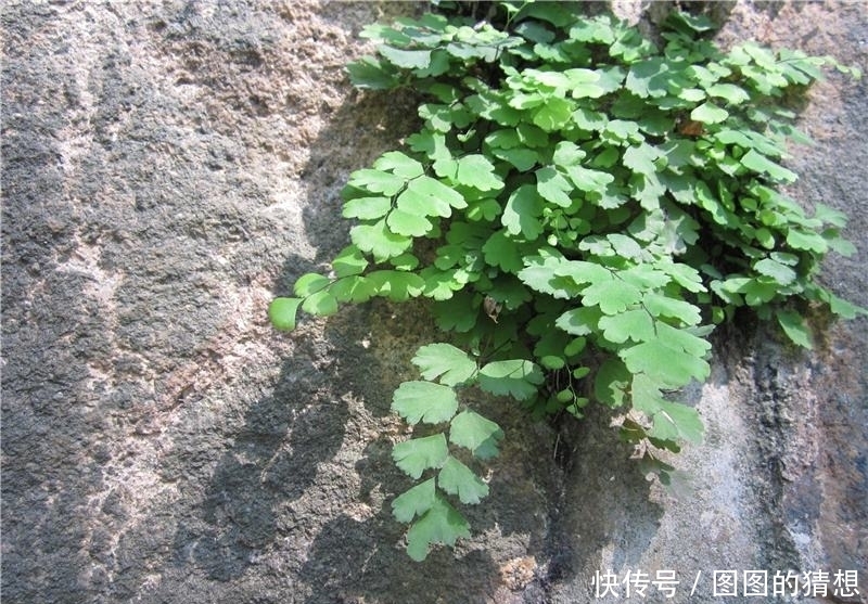 功效|石灰岩上生长的这种野草,农民说它很“贱”,却有舒筋活络的功效