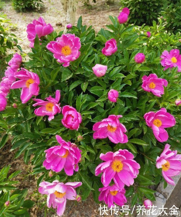 入夏前，10种花要赶紧施肥，不然以后没花看