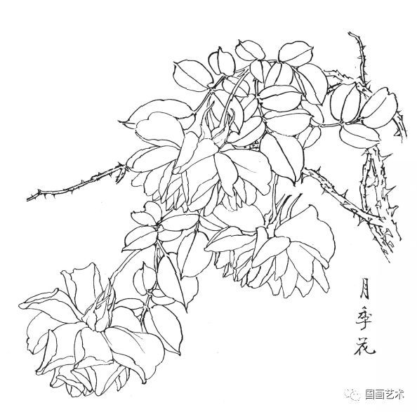  白描|花卉白描图谱选页分享