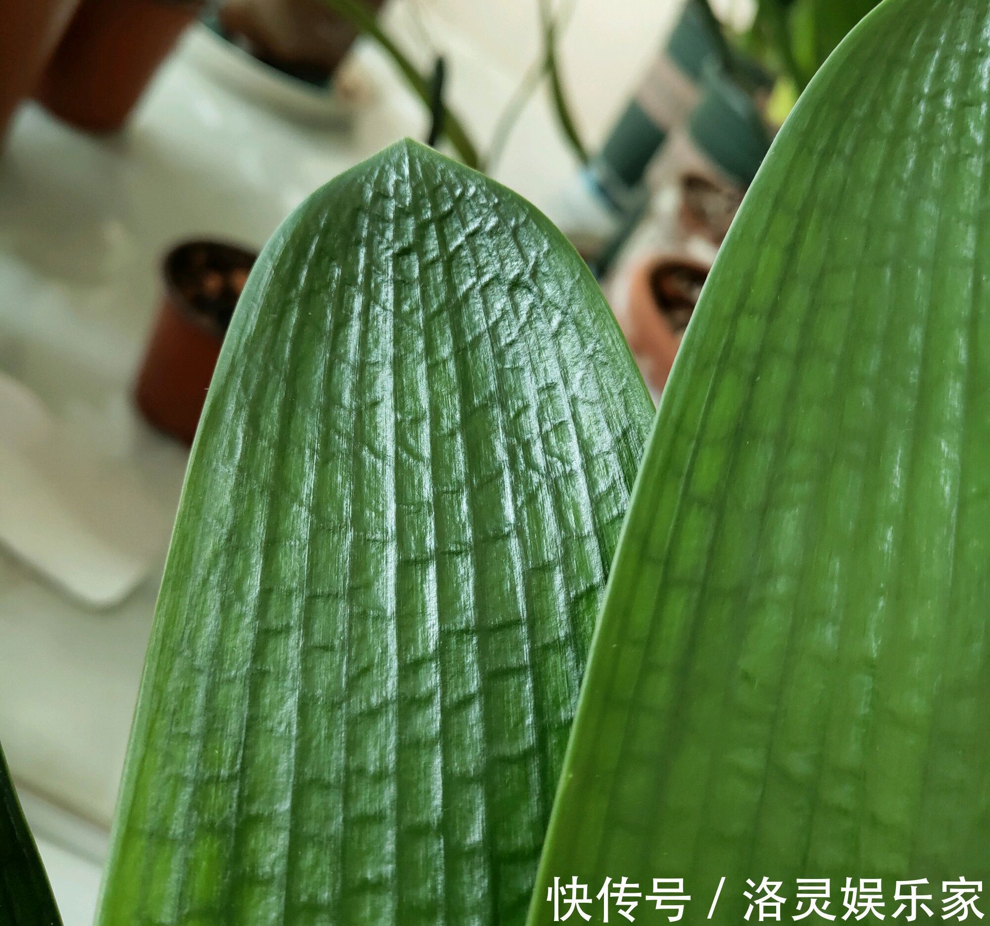 君子兰在夏季高温的情况下换盆必死无疑花艺师分享了4点妙招