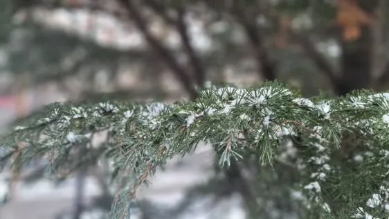 青岛理工大学|今日小雪｜青岛理工大学的雪，你还记得吗？