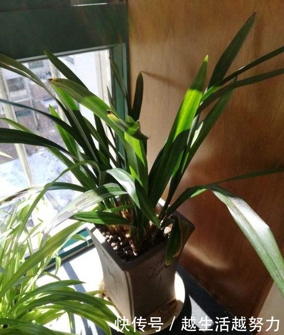 初春养花，这4点要注意，否则花熬过冬天，死在春天！