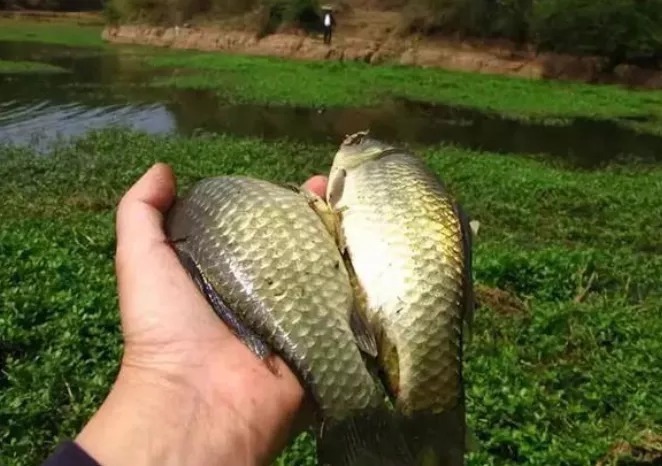 钓位|冬季钓鱼的几大误区,看看你在犯哪些错误?及时改正,有机会爆护