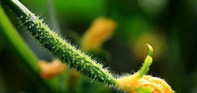 忠告黃瓜不能與此物同食，吃了就是沒病找病，還有人以為是補品