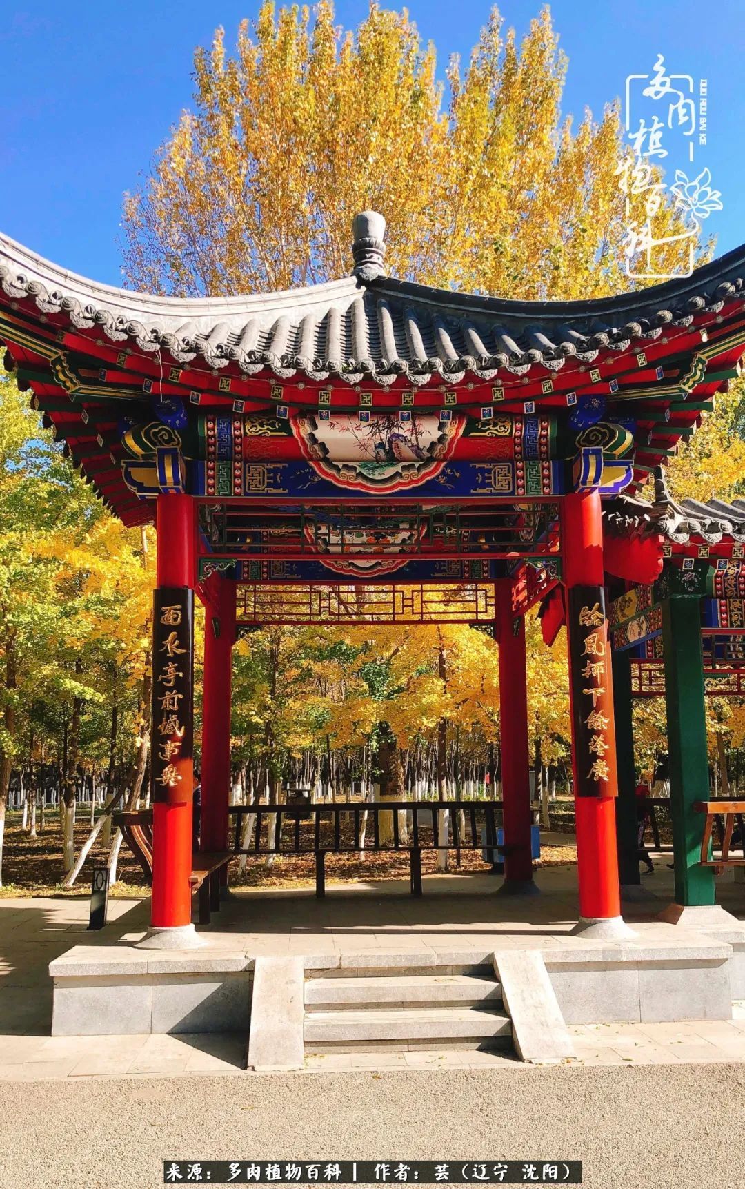 血罗|万物皆有灵性，一年四季有多肉陪伴真好！