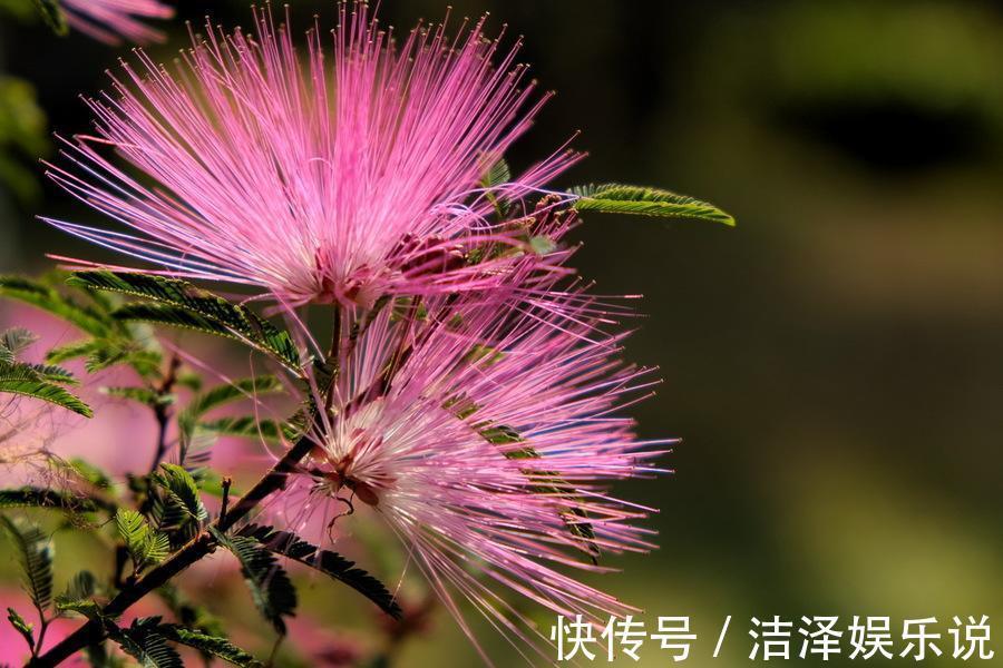 生肖|“一生不缺男人”的三个生肖，聪明能干有魅力，很有异性人缘