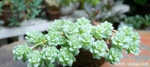 照顾|没有时间照顾多肉盆栽?不怕,这么“懒着养”反而容易出状态!