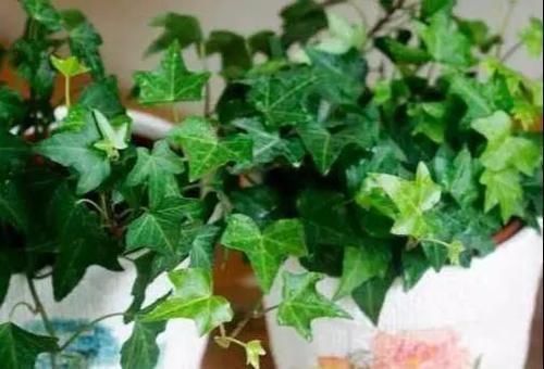 吸毒草|这4种“吸烟”花,养一盆,清除二手烟,还老人孩子一个健康的家