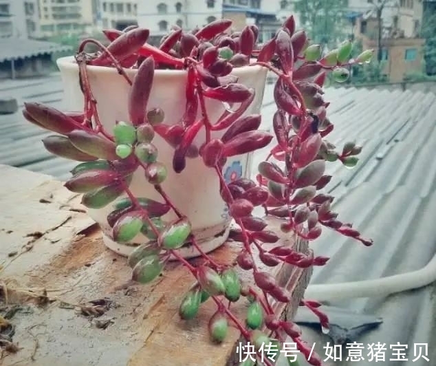 3种多肉很好养,被花友称“热不死”,太阳一晒就“很美”