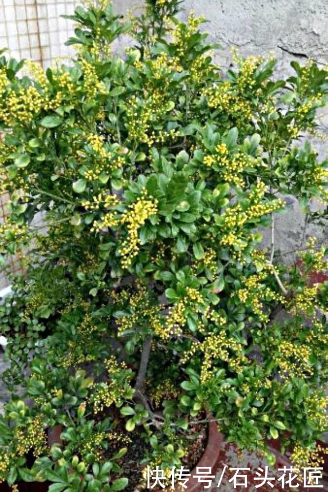 3种花，在北方很多人都“养不活”，可以说养1盆死1盆