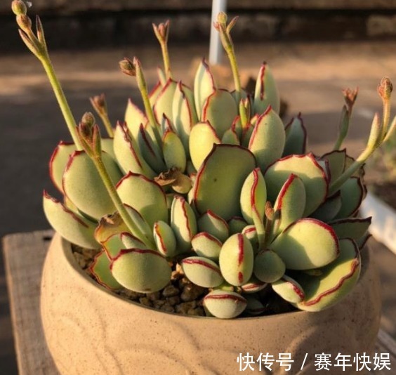 学会判断多肉植物土壤的干湿程度，多肉不娇嫩，养10年不烂根