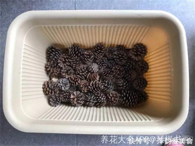 路边捡点它,开水一烫扔盆里,养花10年不烂根!