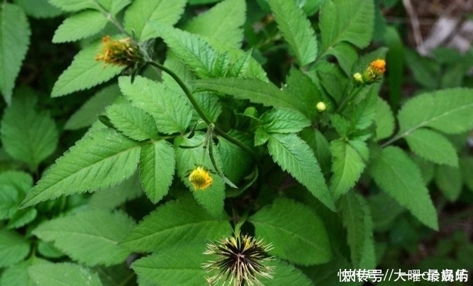 浑身|提醒下,看到此草要摘回家,泡水喝,腰不酸腿不痛,浑身舒畅