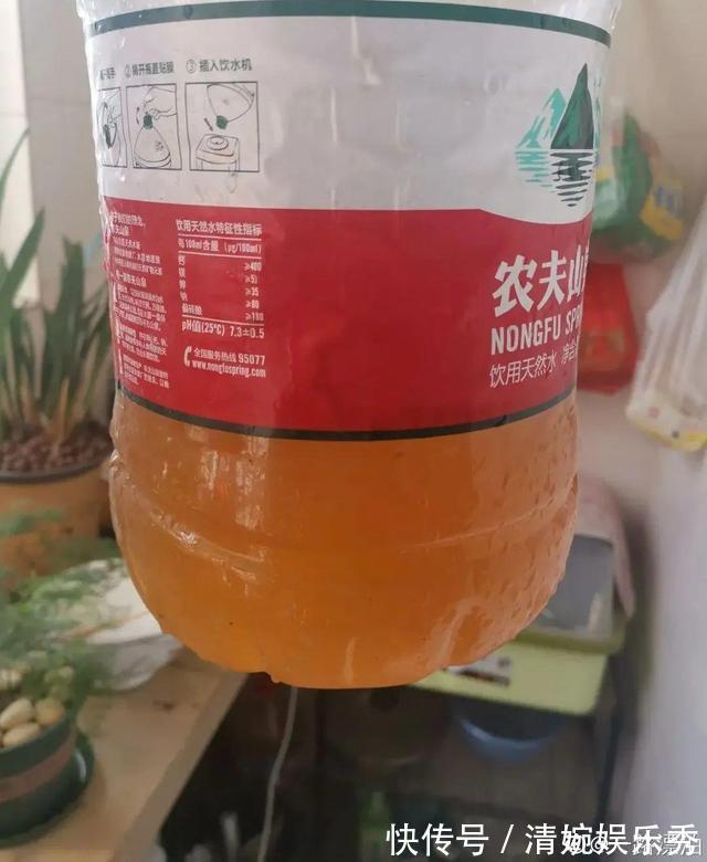 10种“垃圾”不要丢,拿来养花效果好,还能省下一笔钱