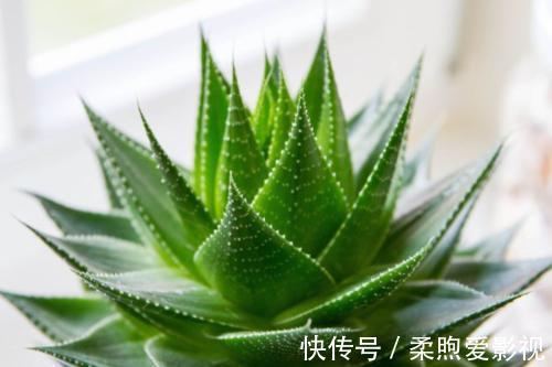 卧室|卧室养3盆花,大气好养又好看,还能改善睡眠,值得拥有