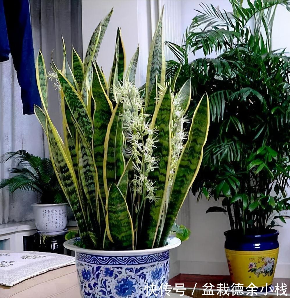 公认好养的“健康花”,建议至少养一盆,个个都是“净化小能手”