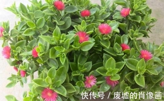 大岩桐|最适合新手养的4种花,沾土就能活,花期长达200天,养出小花园