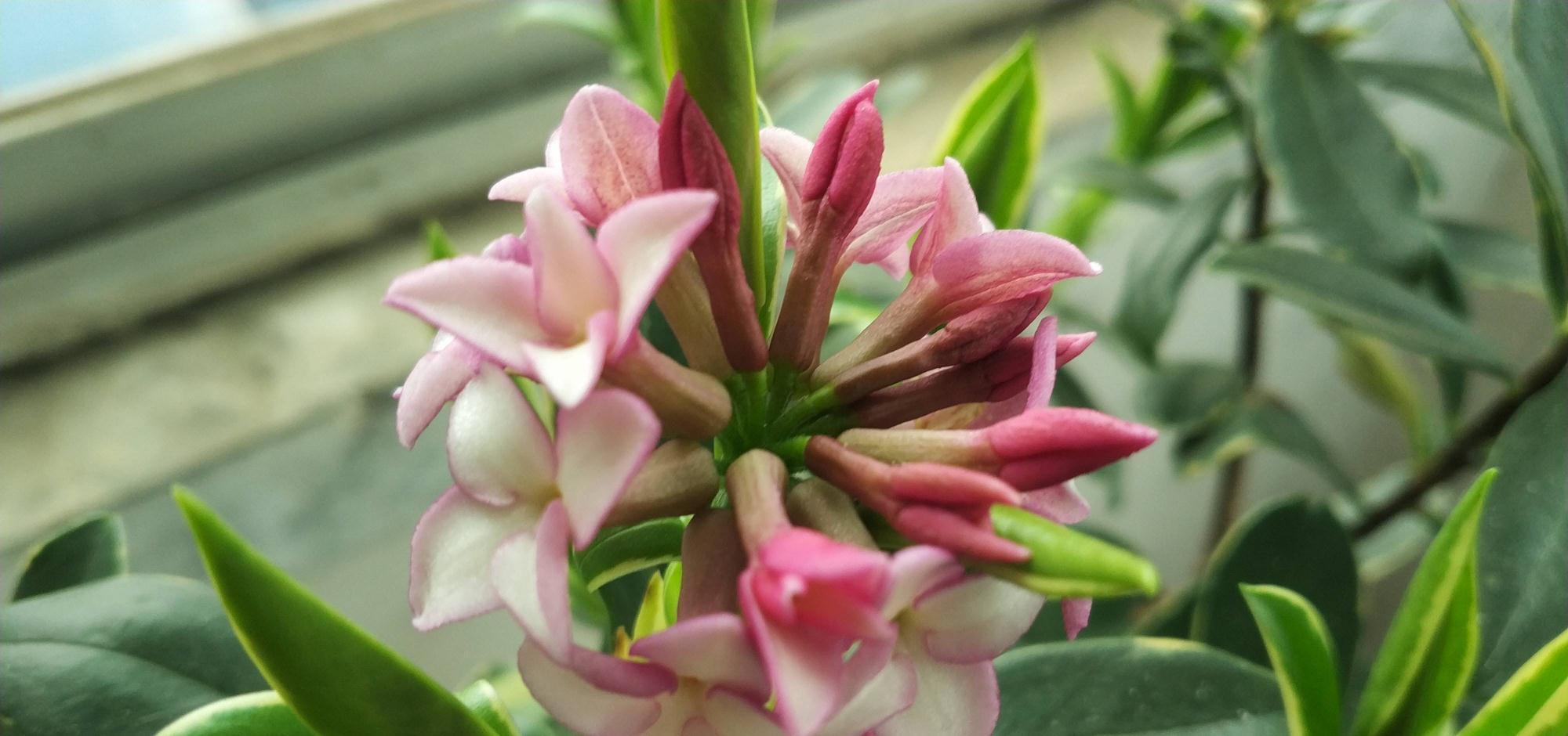 冬季养金边瑞香,做好2步很关键,过冬很顺利、花多香浓