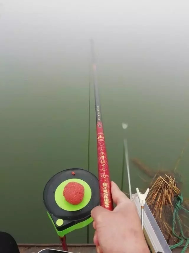 杂鱼|小鱼闹窝,教你几招,其中一招“以毒攻毒”极端法,百试百灵