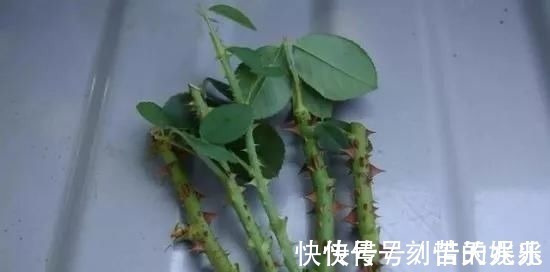 蟹爪兰|养花爱好者看过来这15种花现在“扦插”，生根快，一个周就长芽