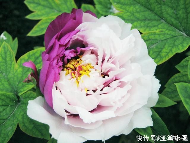 始吐|皮日休:落尽残红始吐芳，佳名唤作百花王