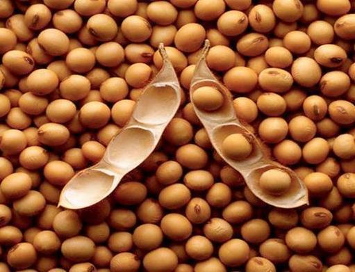 肝细胞|黄豆是肝病的发物,医生提醒,想要肝脏好,3种食物劝你少吃