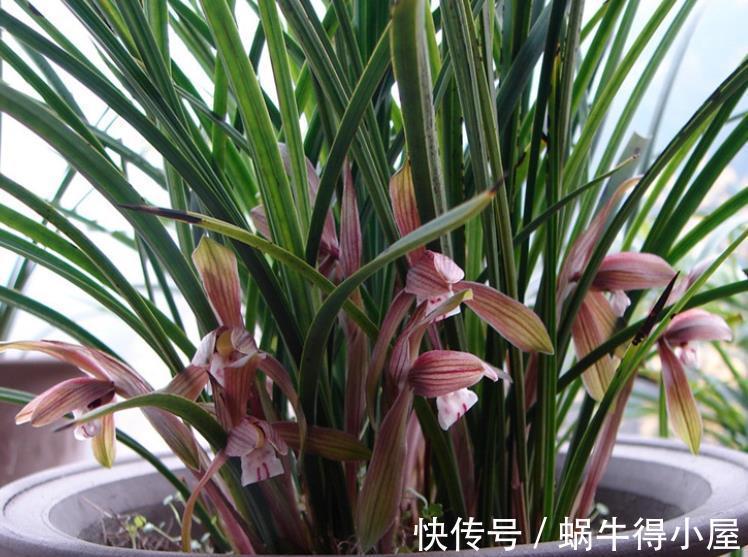小技巧|秋天养兰花，教你2个小技巧，学会了快速爆芽，绽放层叠群兰