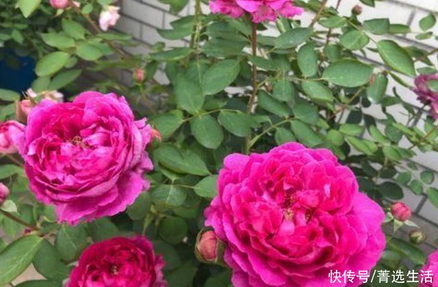 养花肥不用买，鸡蛋壳就是万能养花肥，用对了花开爆盆!