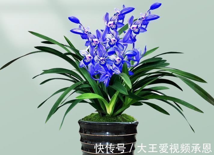 四季|建议阳台有地方，一定要养盆“蓝宝石”，又仙又美，还可四季赏花