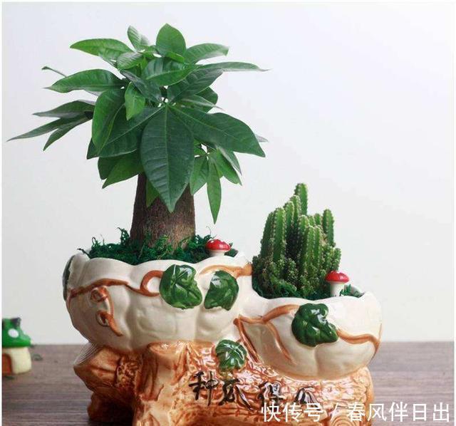 发财树叶子无光不油亮?三个小方法一天就能绿动起来