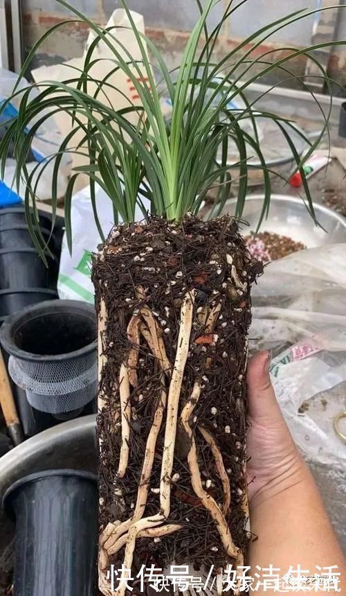 根壮|兰花适合“懒养”,这三点别做太勤快,才会根壮叶绿,花开不断!