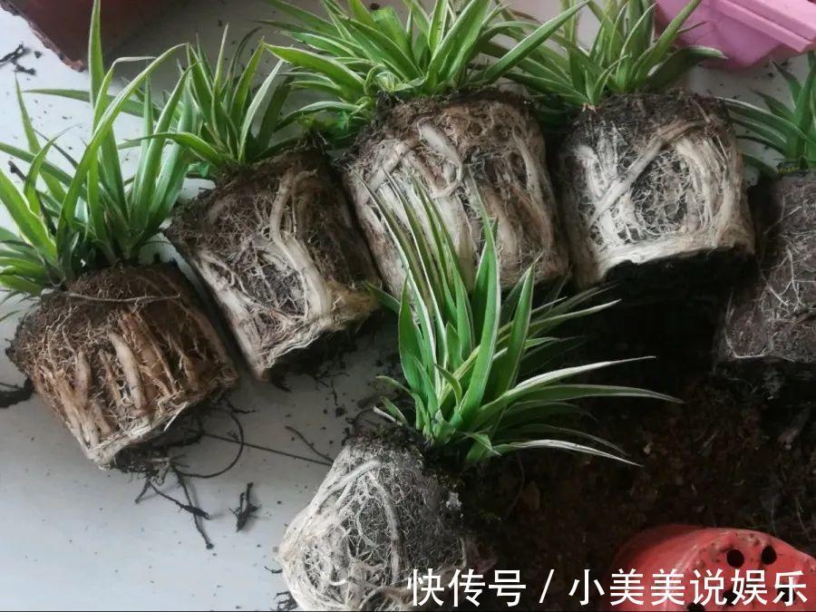 给这花换盆，土里扒出30个崽，根本不用扦插！