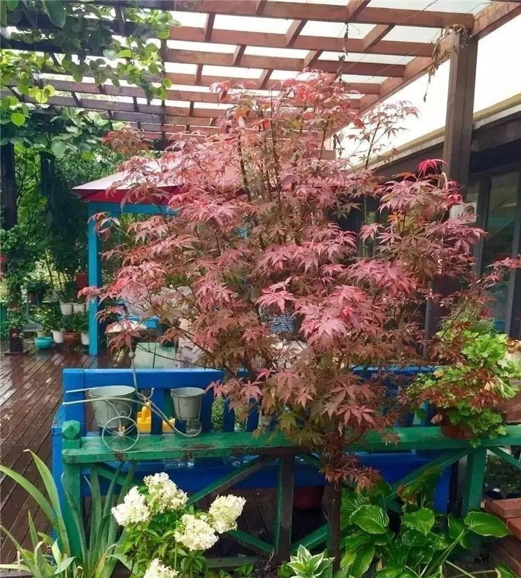 花园|7年前买了栋花园别墅,在600㎡的院子里,创造了一片“城市绿洲”