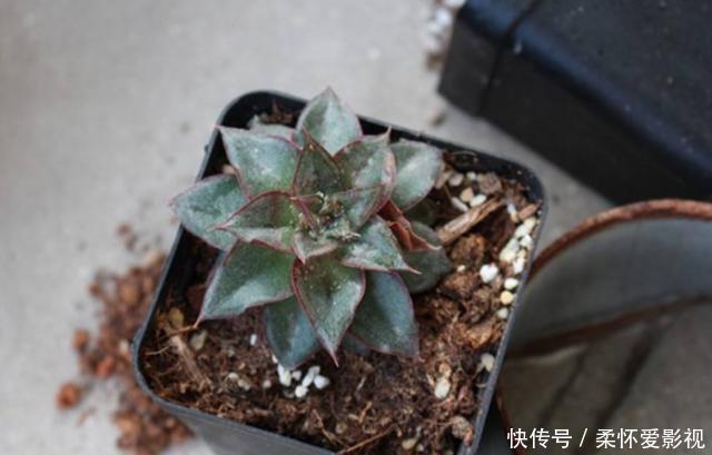 花盆里发现蚜虫、小黑飞?别头疼了,3个小技巧保管它们去无踪