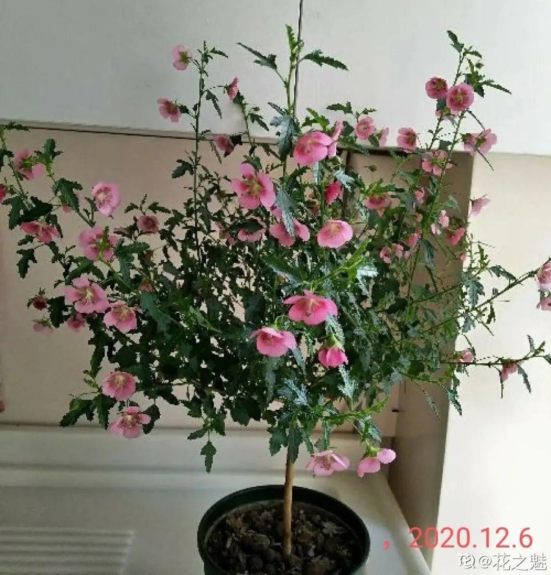 棒棒糖|从养花大神家，偷来3个爆花技巧，快学，24小时后删