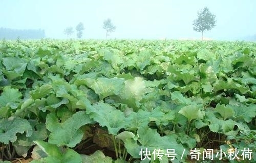 根茎类|营养是胡萝卜的150倍,在我国没人吃,出口日本却成了高端菜