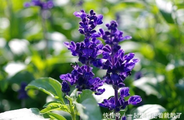 聚伞花序|此花是富有正义感的英雄花,花色极为罕见稀有,像根老鼠的小尾巴