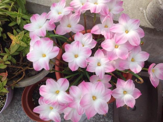 养“风雨兰”,有3个小技巧,一月能开几茬花,次次开爆盆!