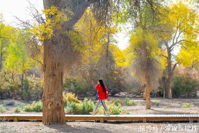 烟花|藏不住了!新疆发现全球最大沙漠胡杨林,比额济纳还美,游客很少
