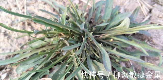 菊花科|路边这植物,钙锌量是菠菜的三倍,现在正当季,碰见赶紧挖回家!