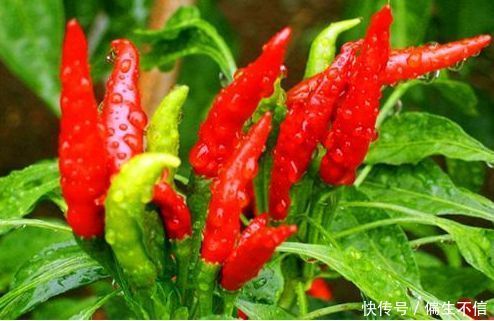 女性爱美,推荐吃3种食物,滋阴降火,排清污血,预防子宫早衰