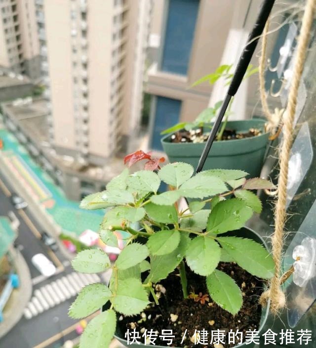 有3种情况,月季长出花苞就要掐掉,不然月季长不好!