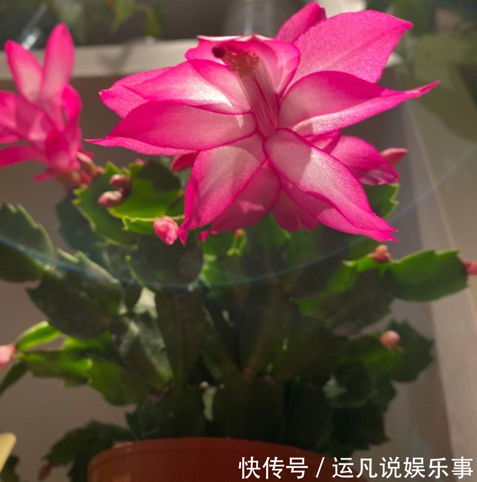 叶片|怕热怕水的蟹爪兰，夏天“这样养”，才能顺利度夏，秋天棒棒哒