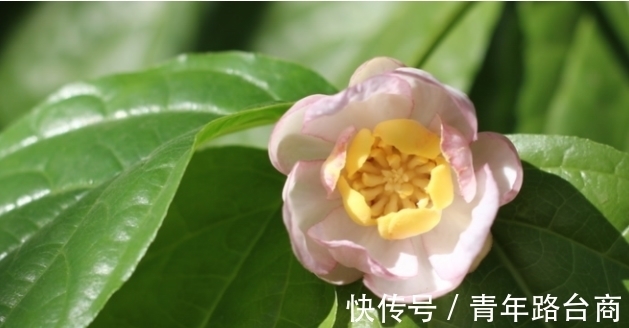 春节多养“运气花”,吉祥顺利,不养也要买的福运花,只为讨吉利