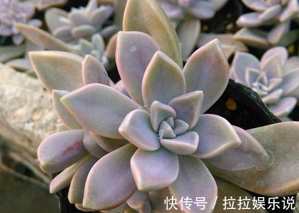 夏季养多肉，担心茎叶黑腐、化水居家盆栽此4种，烦恼全无